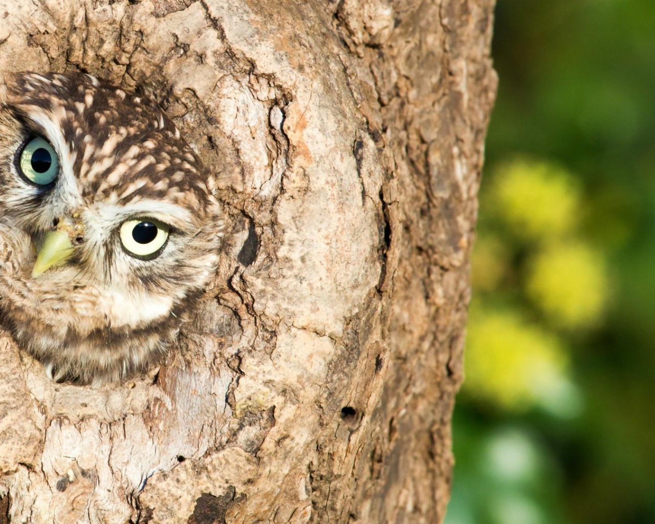 Сова сидит в дупле дерева