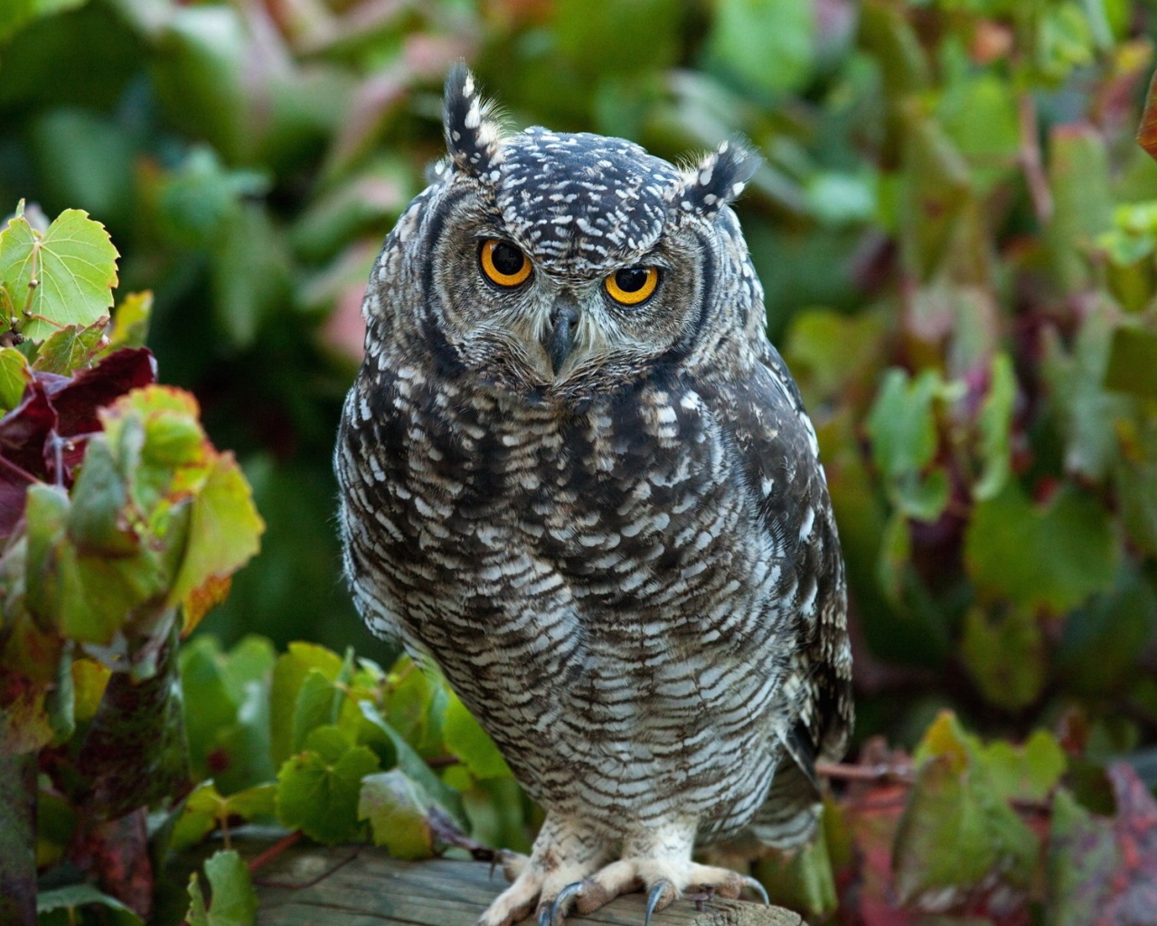Сова сидит в винограднике