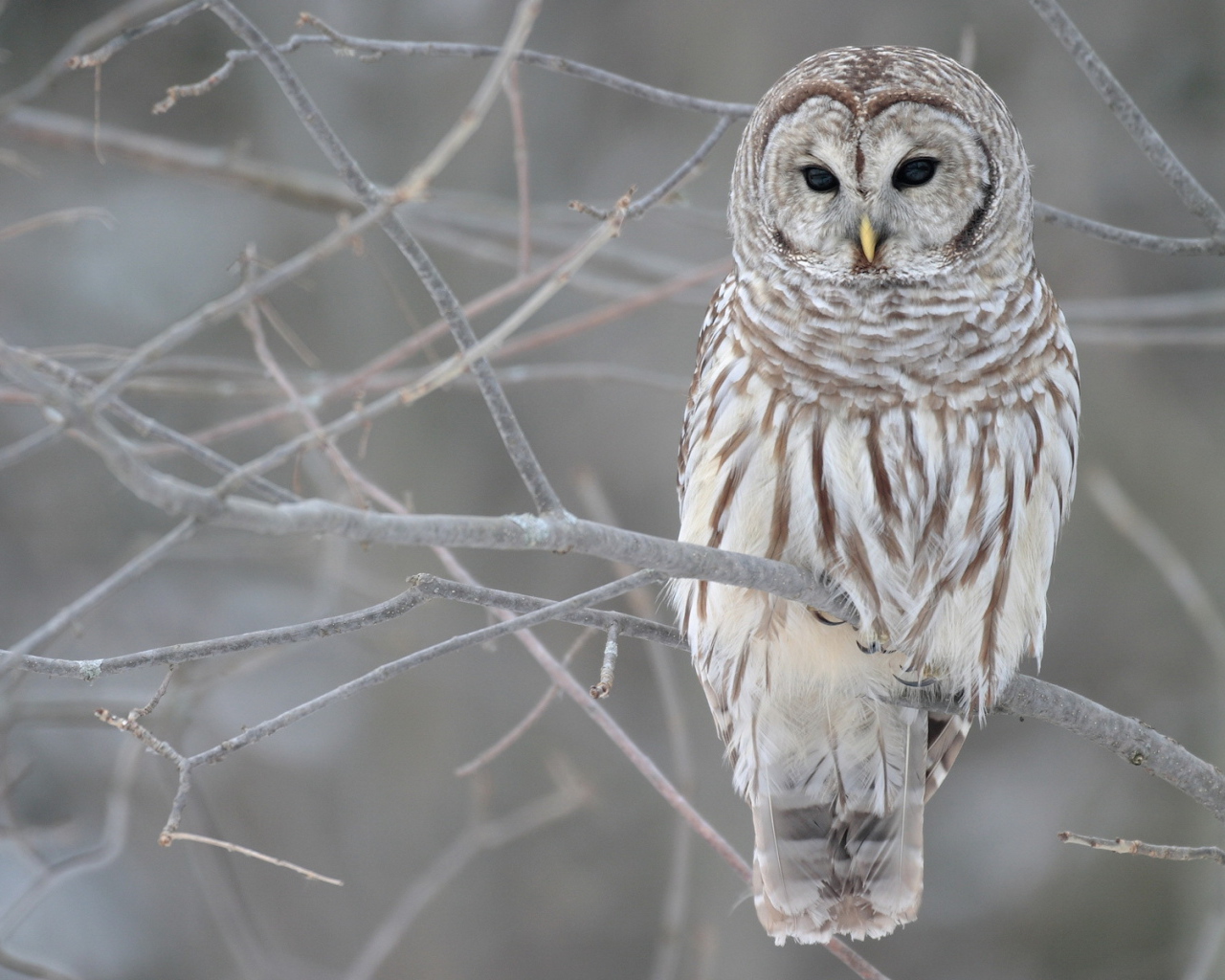 Сова сидит на голой ветке