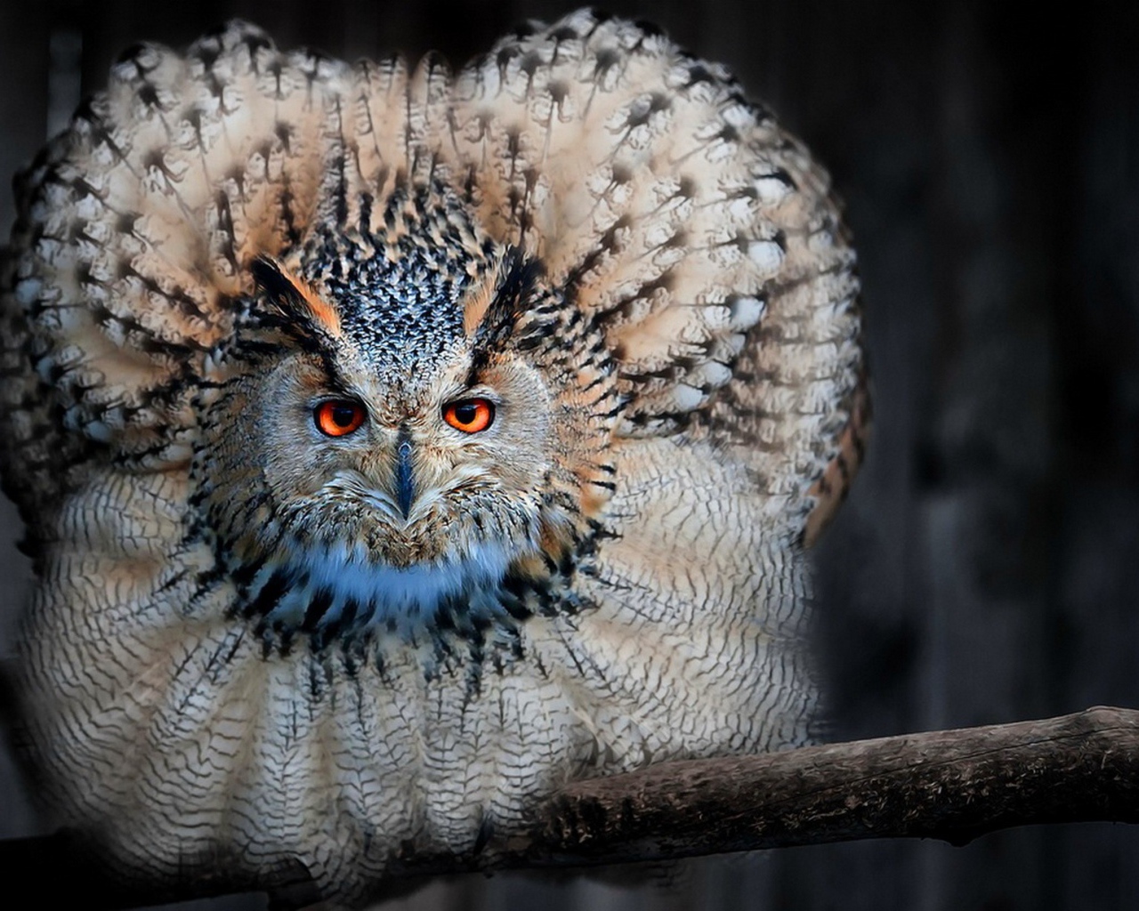 Сова сидя на ветке распустила перья