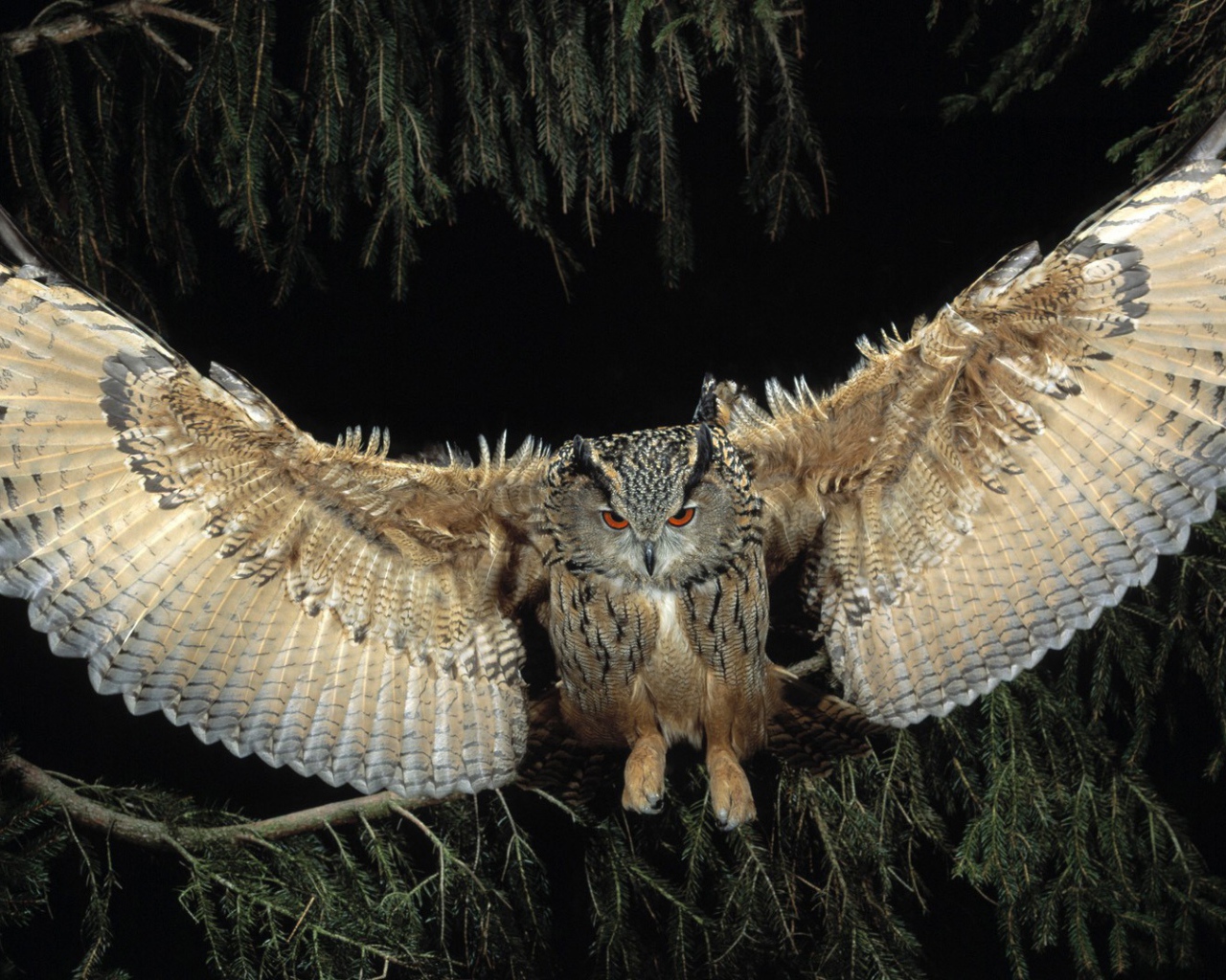 Сова распустила крылья на фоне хвойного дерева