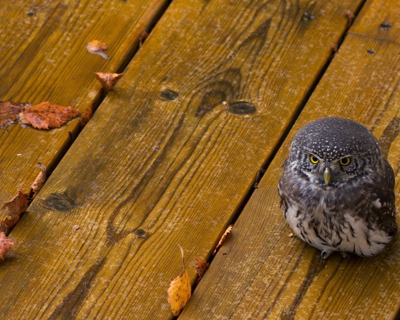 Совенок на деревянных досках