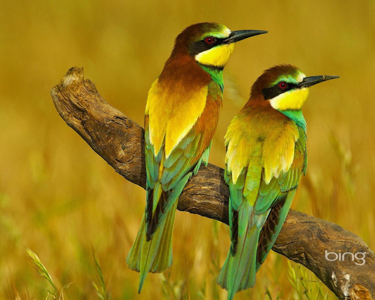 Пара щурков на засохшей коряге