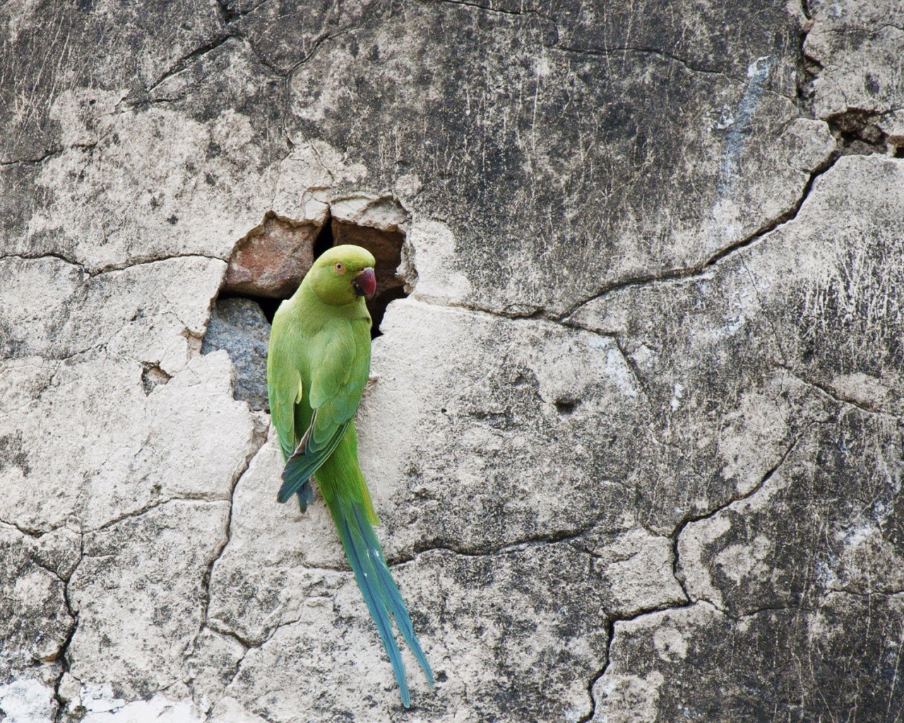 Попугай на потрескавшейся стене