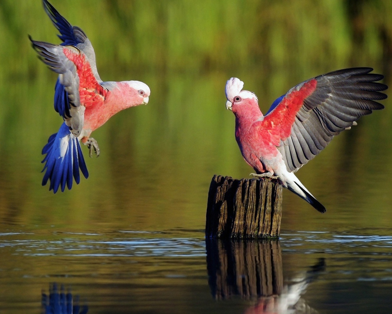 Попугаи на пеньке среди воды