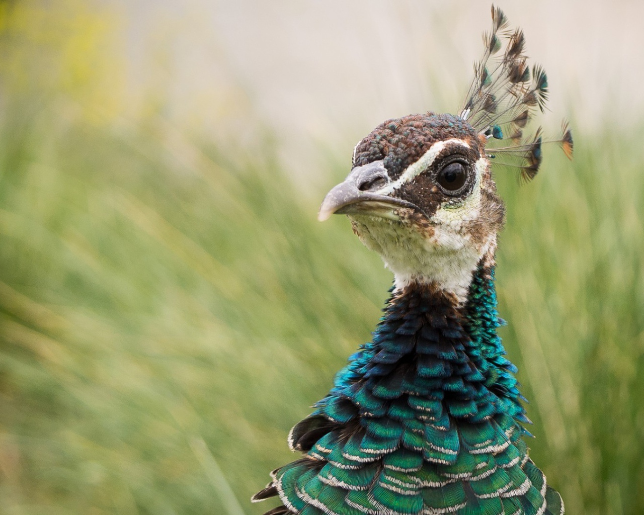 Голова павлина на фоне зелени