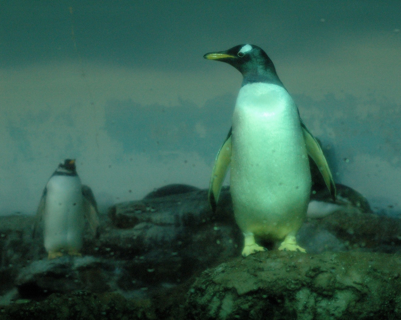 Пингвины на скалах