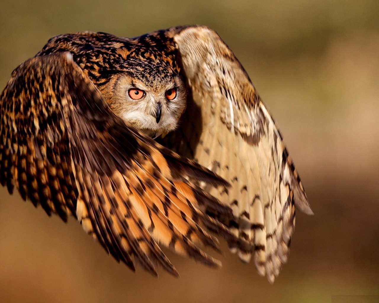 Фото совы в полете