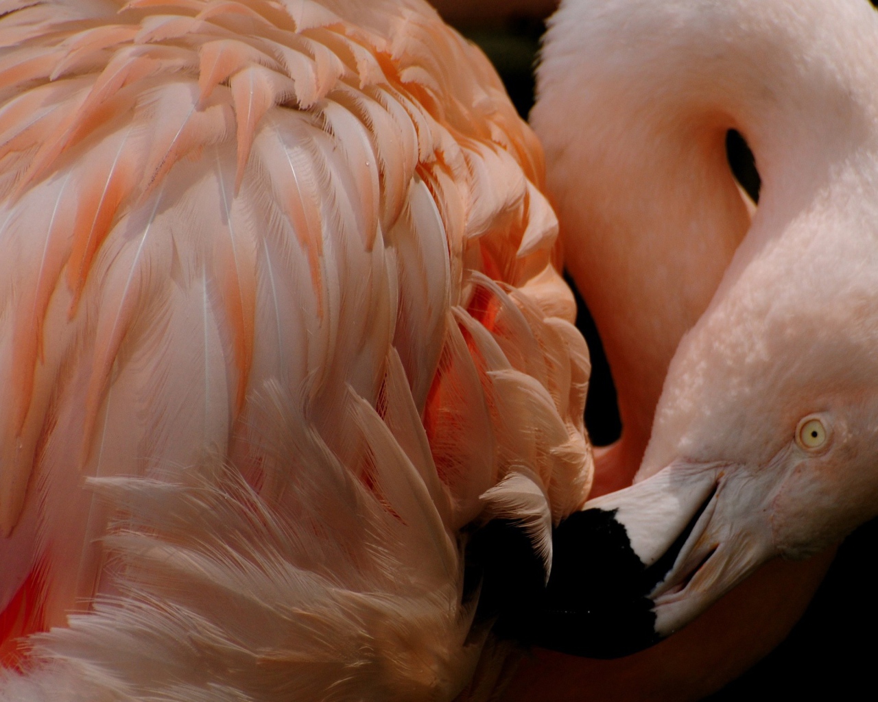 Розовый фламинго чистит перья