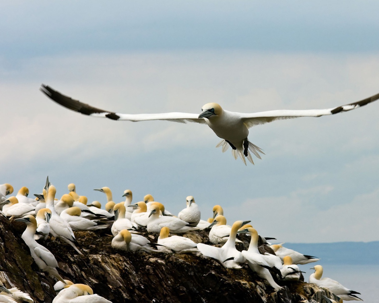 Место гнездовья чаек