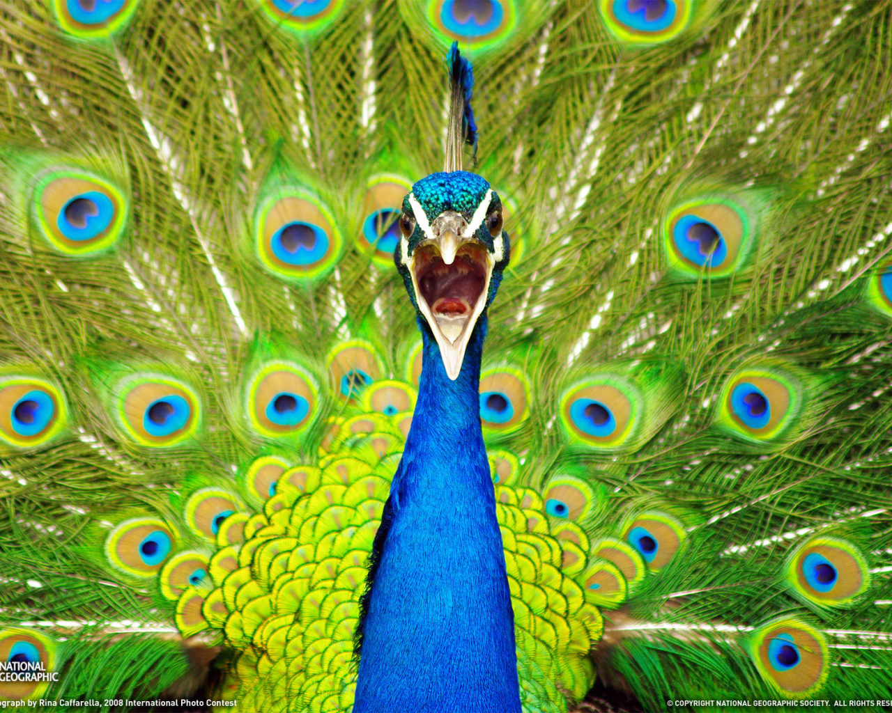 Портрет павлина