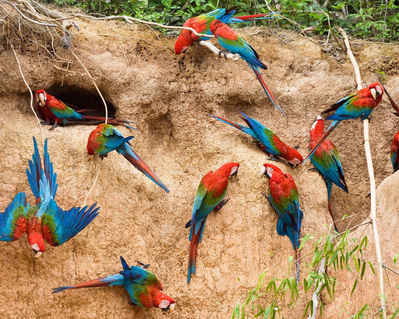 Гнезда радужных попугаев