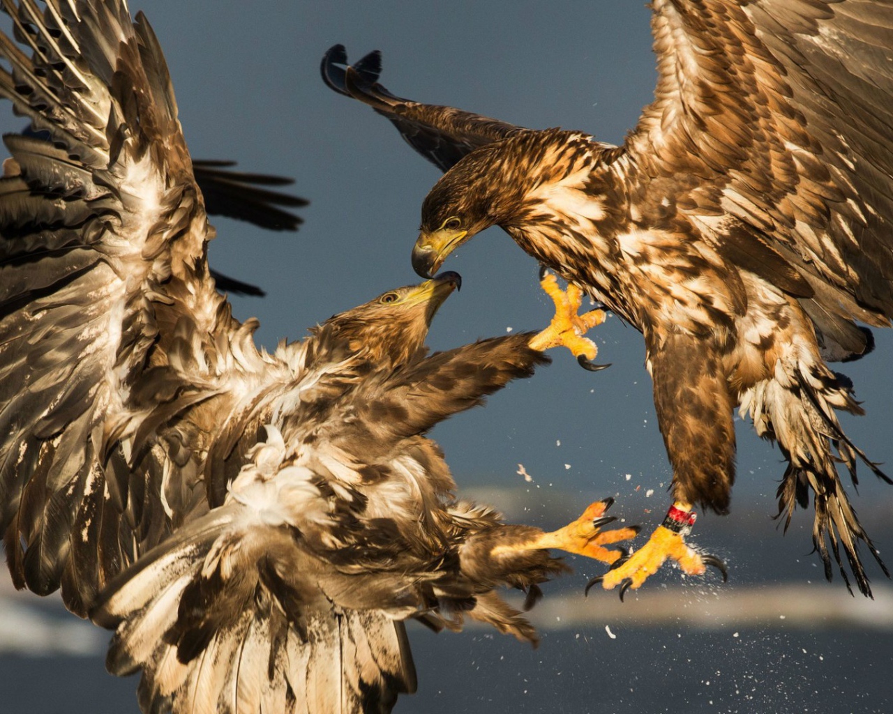 Схватка двух беркутов