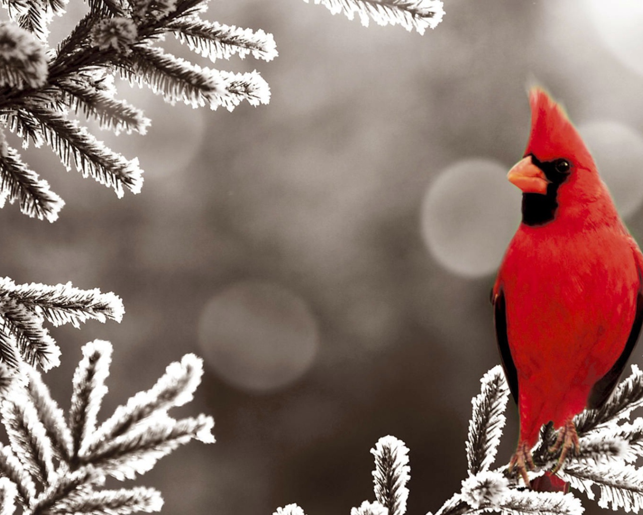 Красный кардинал на покрытой инеем ветке