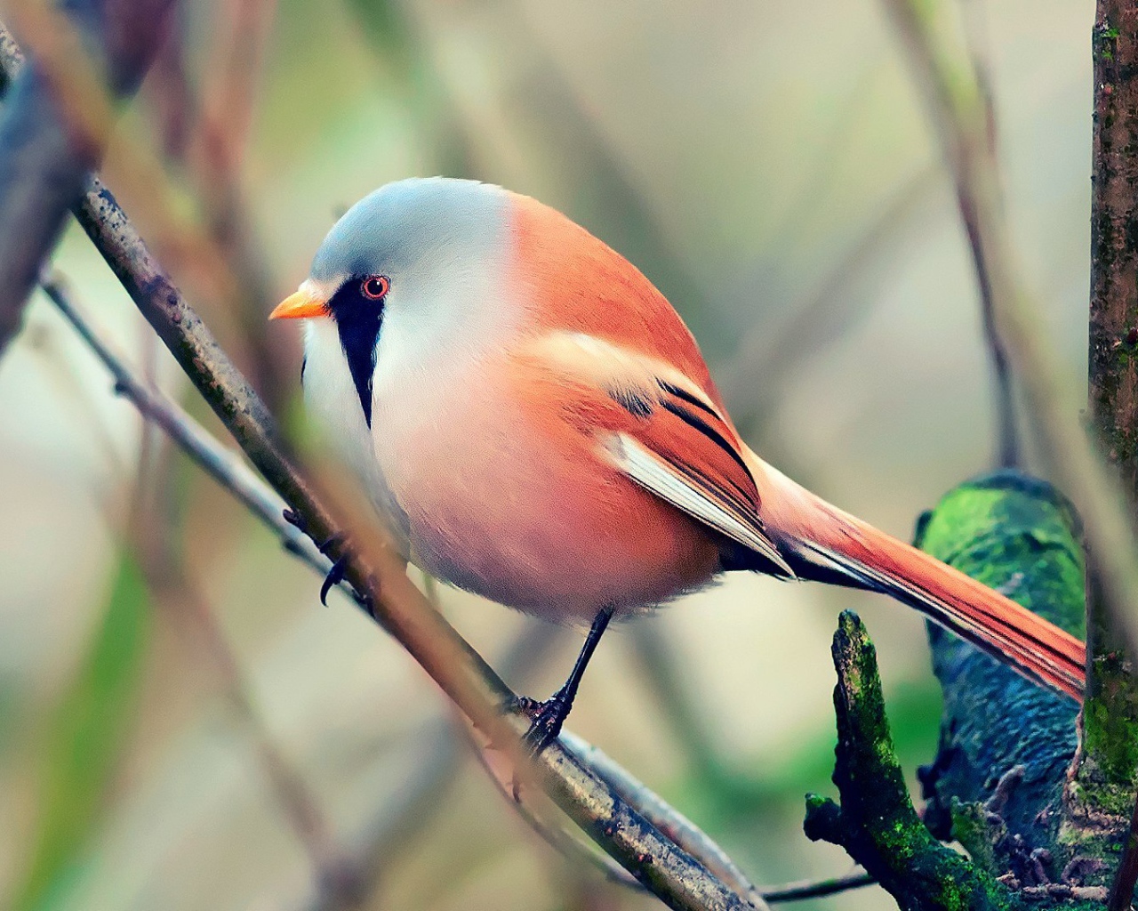 Красная злая птичка