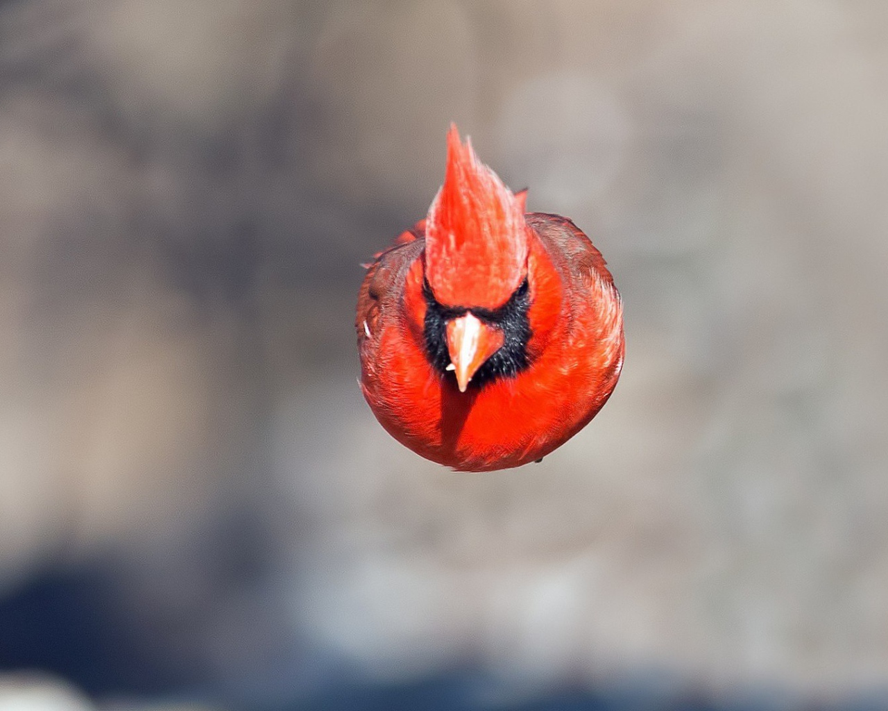 Красная птица в полете