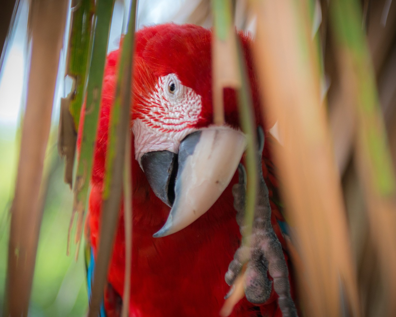 Красный попугай Ара среди стеблей растений