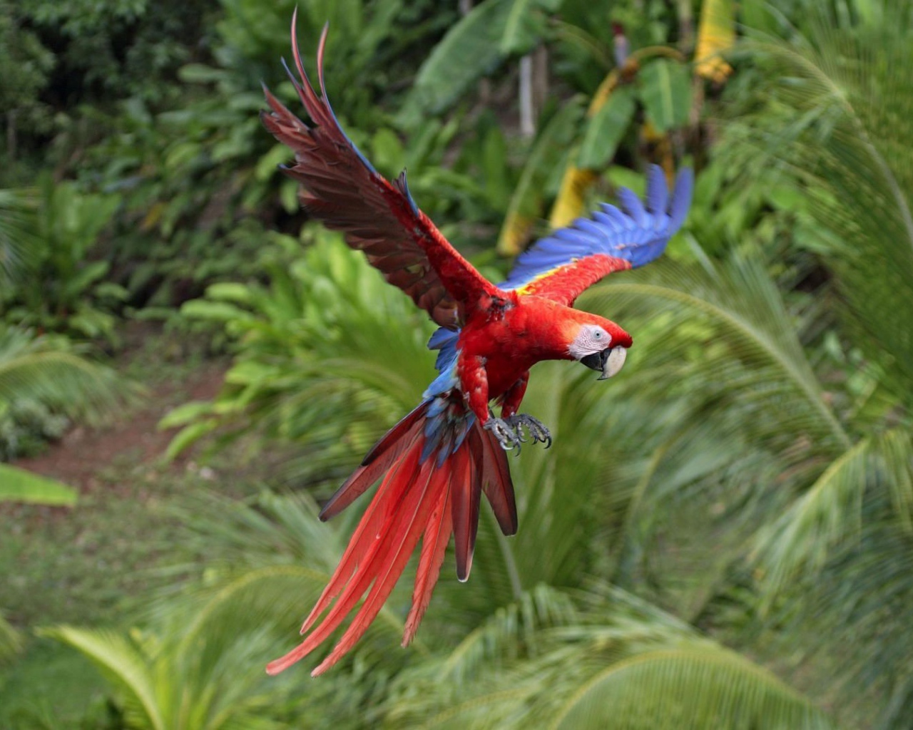 Красный попугай летит в тропиках