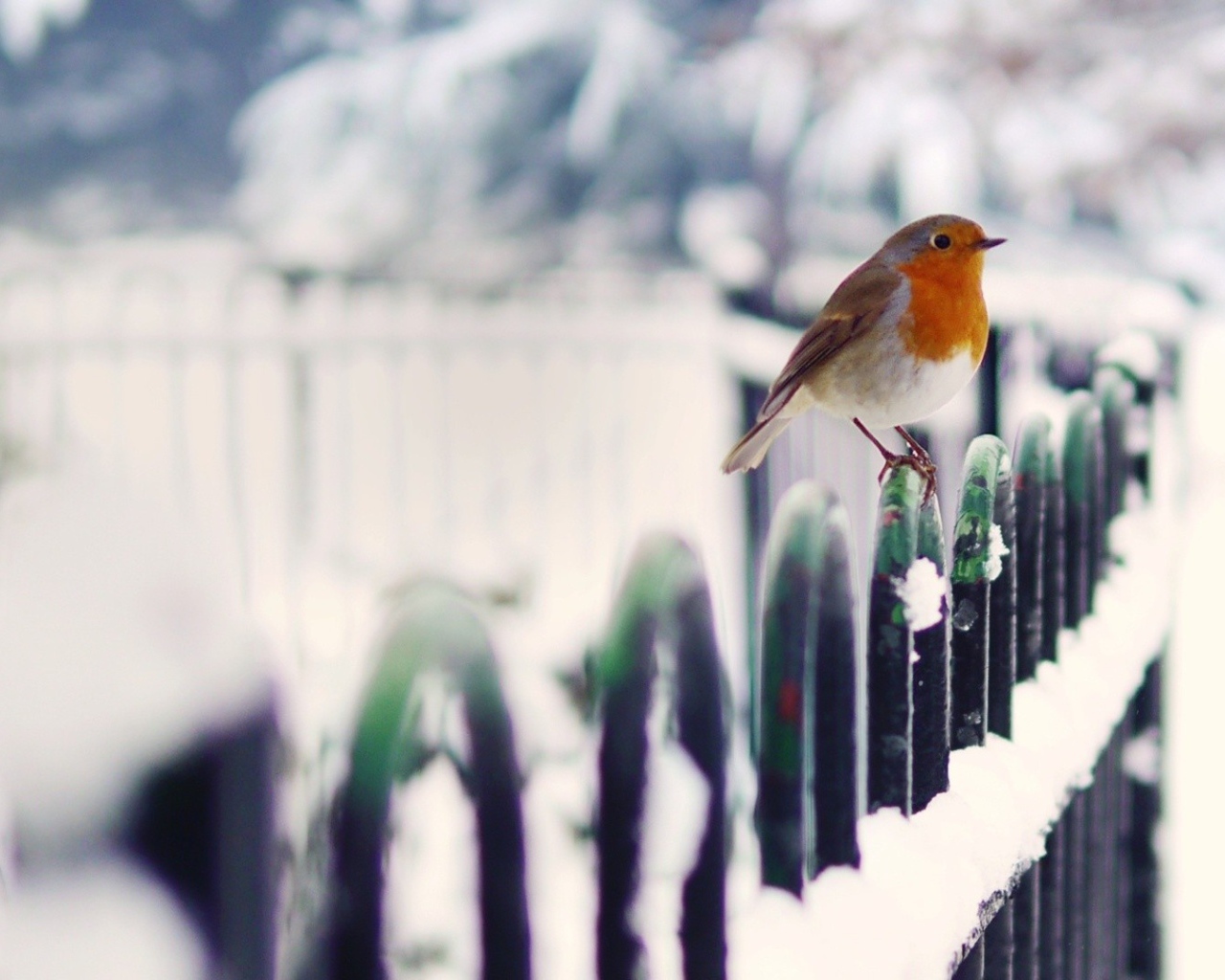 Птица малиновка зимой