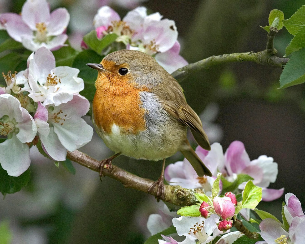 Малиновка на цветущей ветке