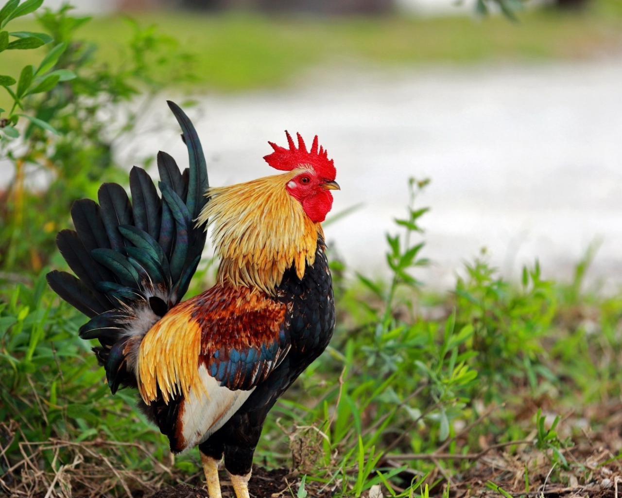Петух стоит в траве