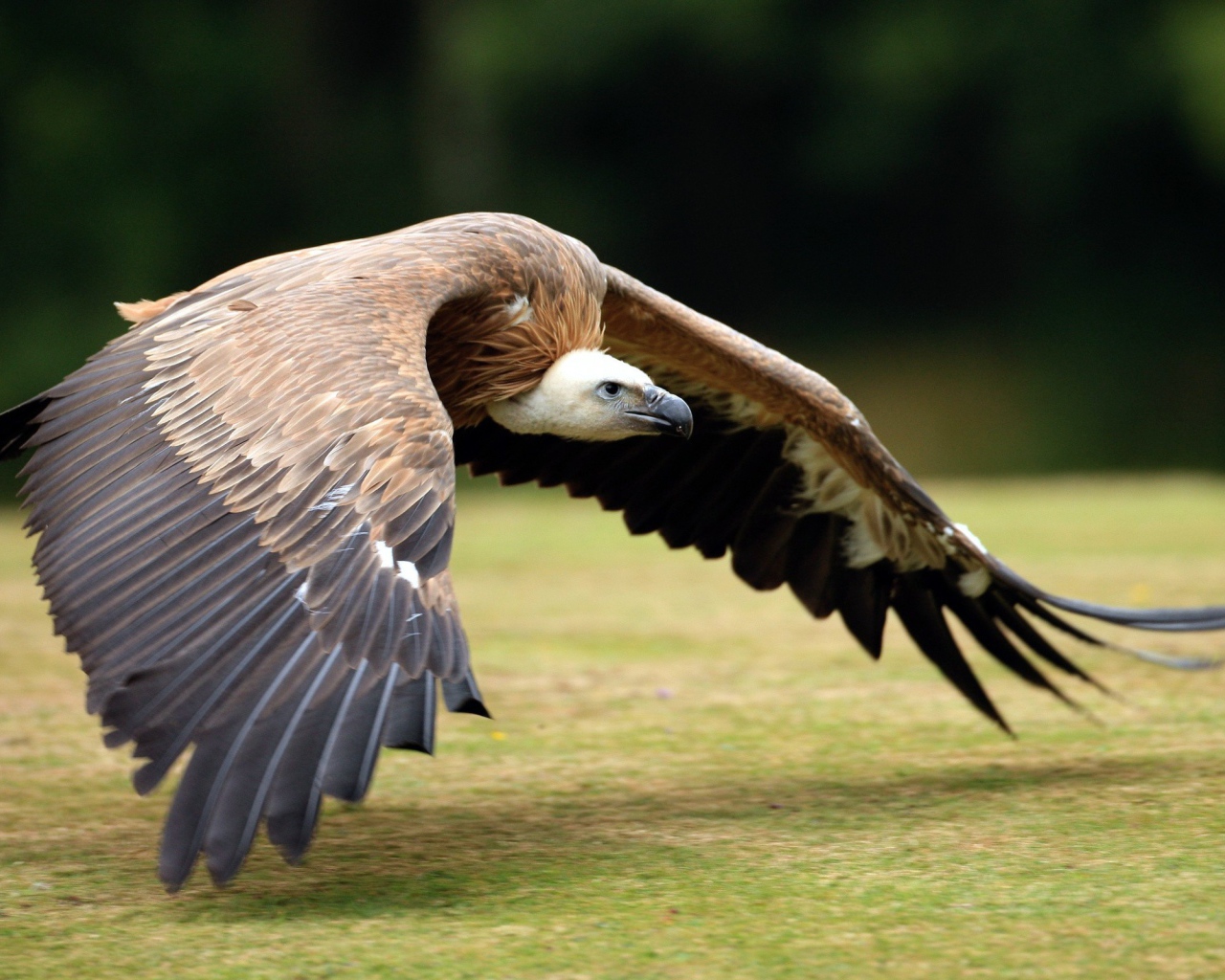 Падальщик летит над землей