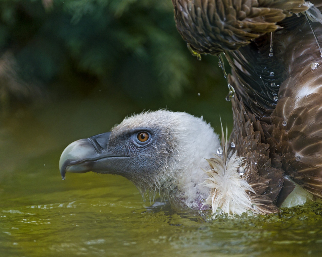 Падальщик в воде