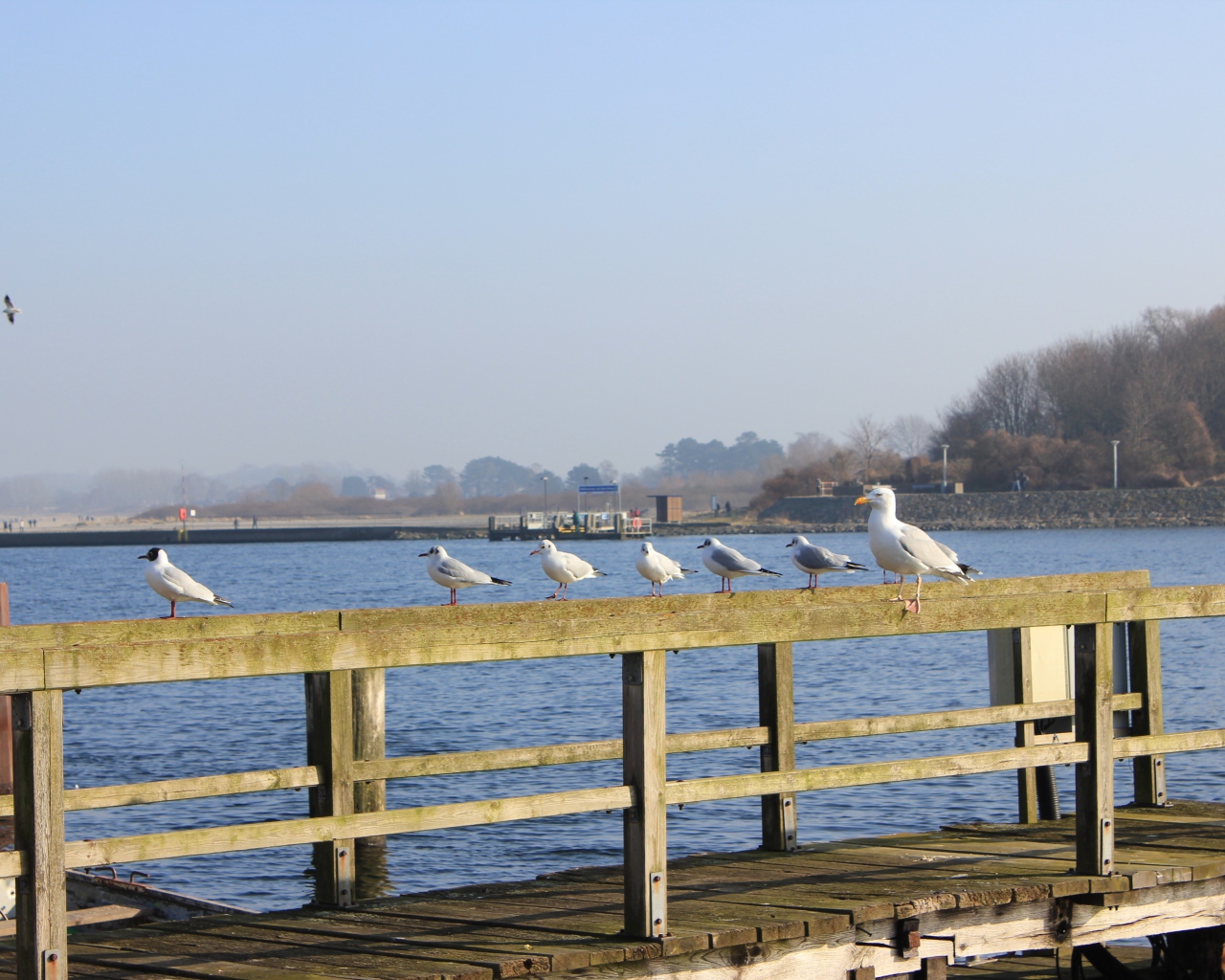 Чайки сидят на деревянном ограждении пирса