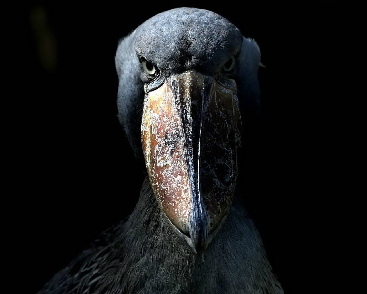 Китоглав, или королевская цапля