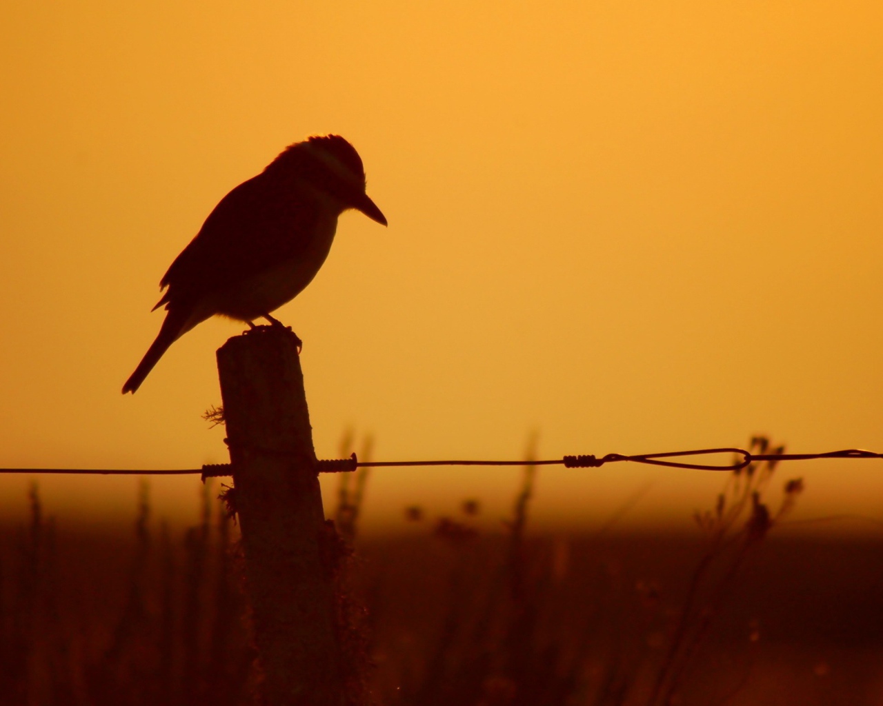 Силуэт птицы на заборе на фоне заката