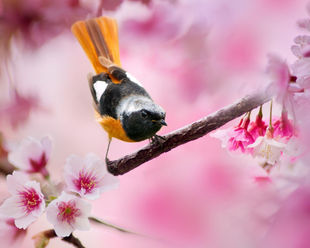 Поющая птица с оранжевым хвостом