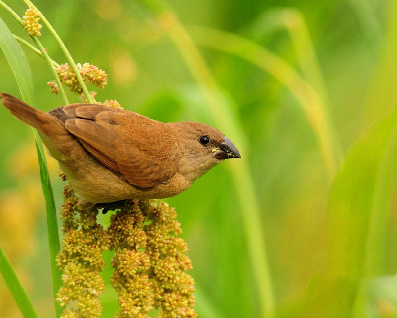 Небольшая коричневая птица на соцветии растения