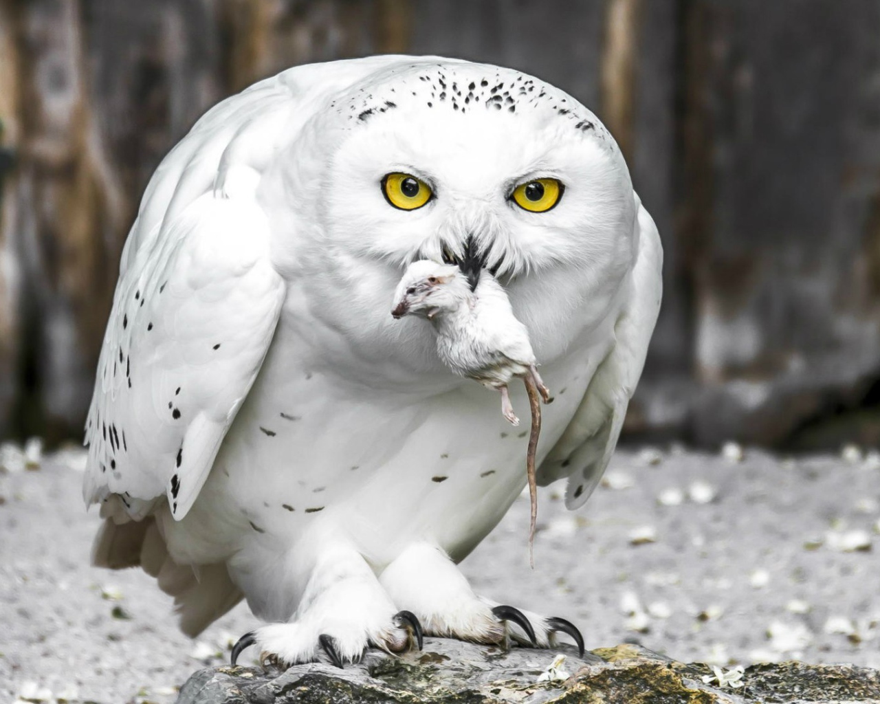 Полярная сова с добычей