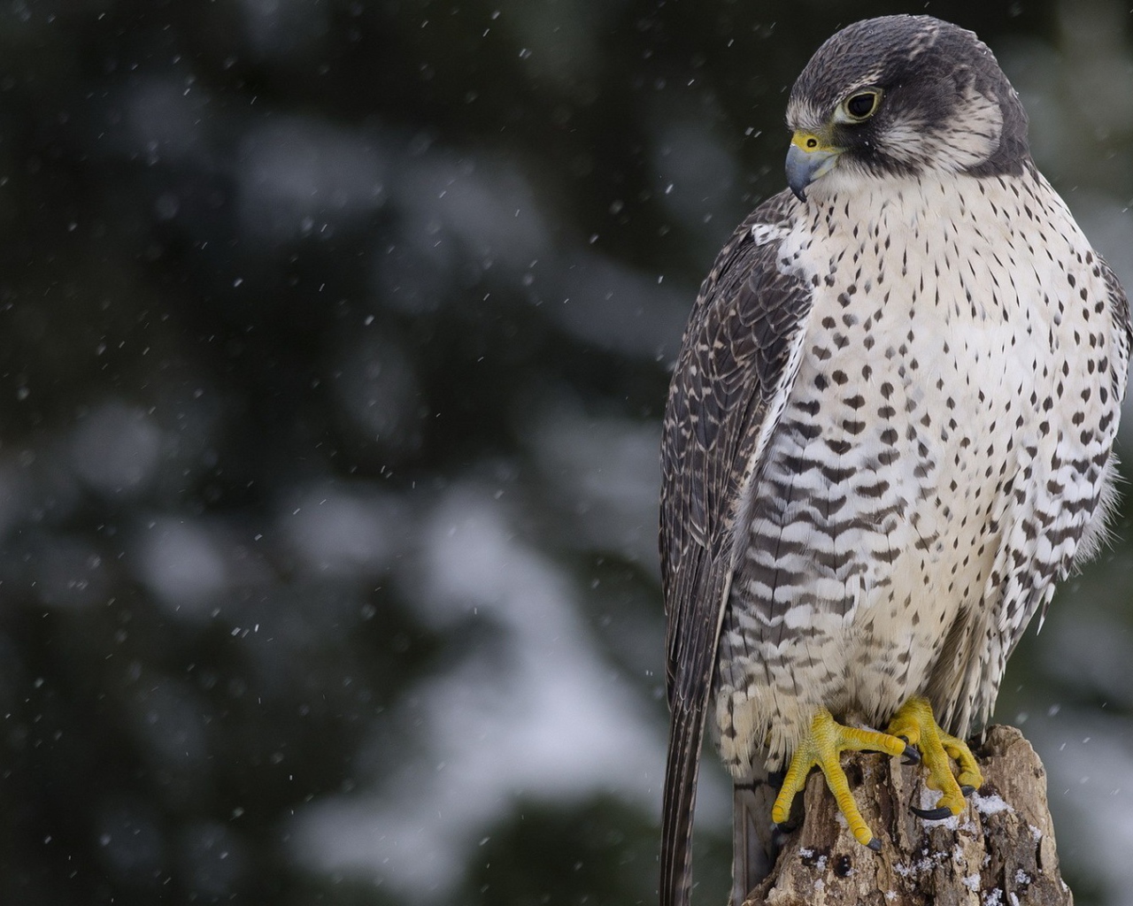 Сокол среди снегопада