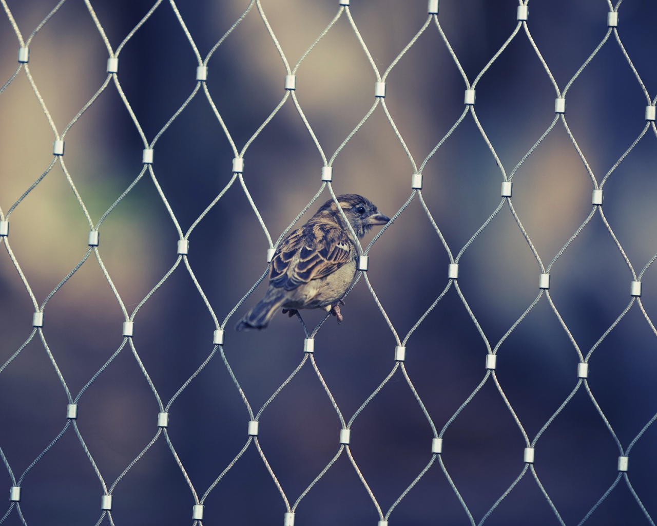 Воробей в ячейке сетчатого забора