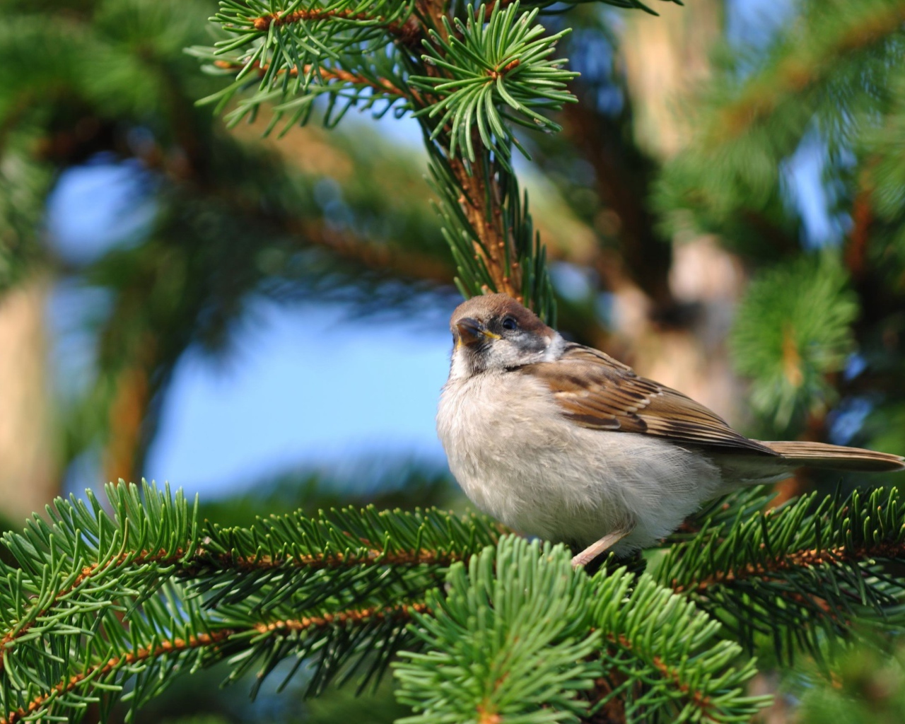 Воробей на еловой ветке