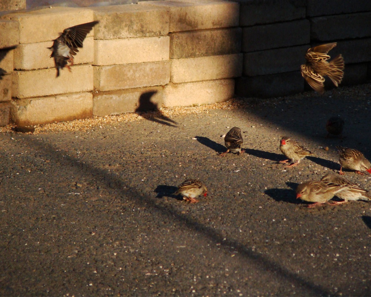 Воробьи ищут чем поживиться