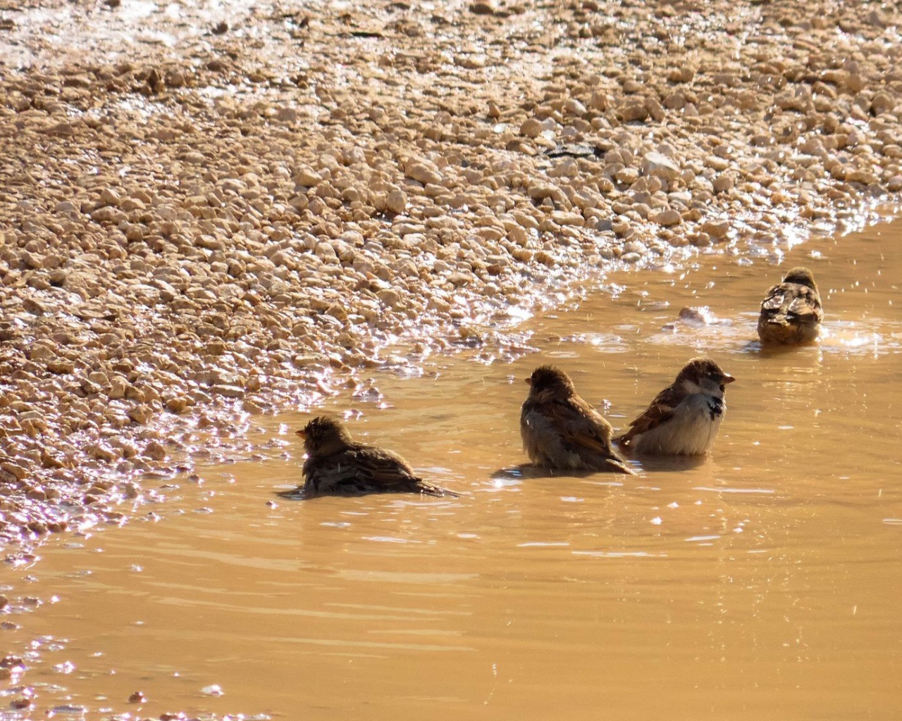 Воробьи купаются в луже