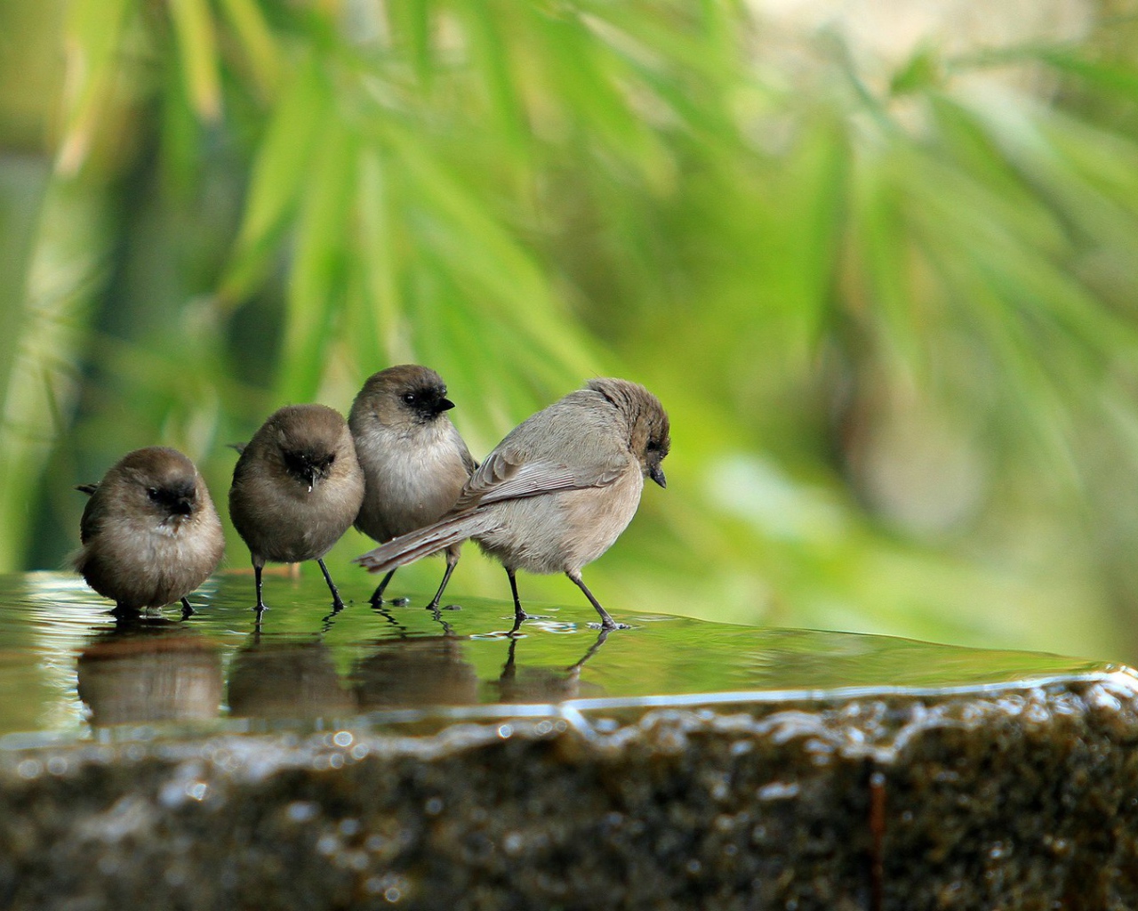 Воробьи на камне