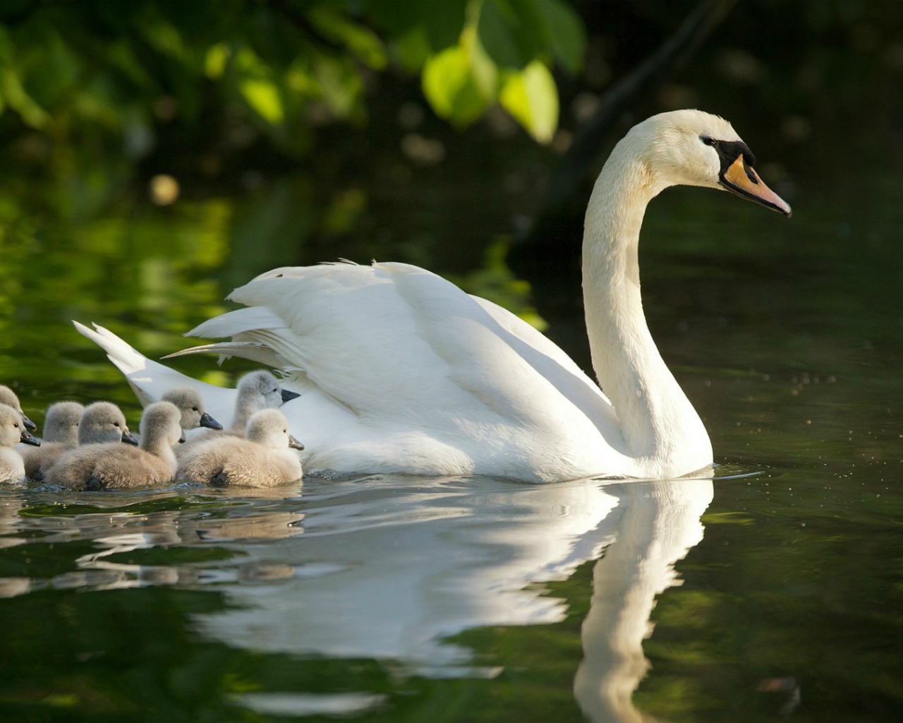 Лебедь с выводком на воде