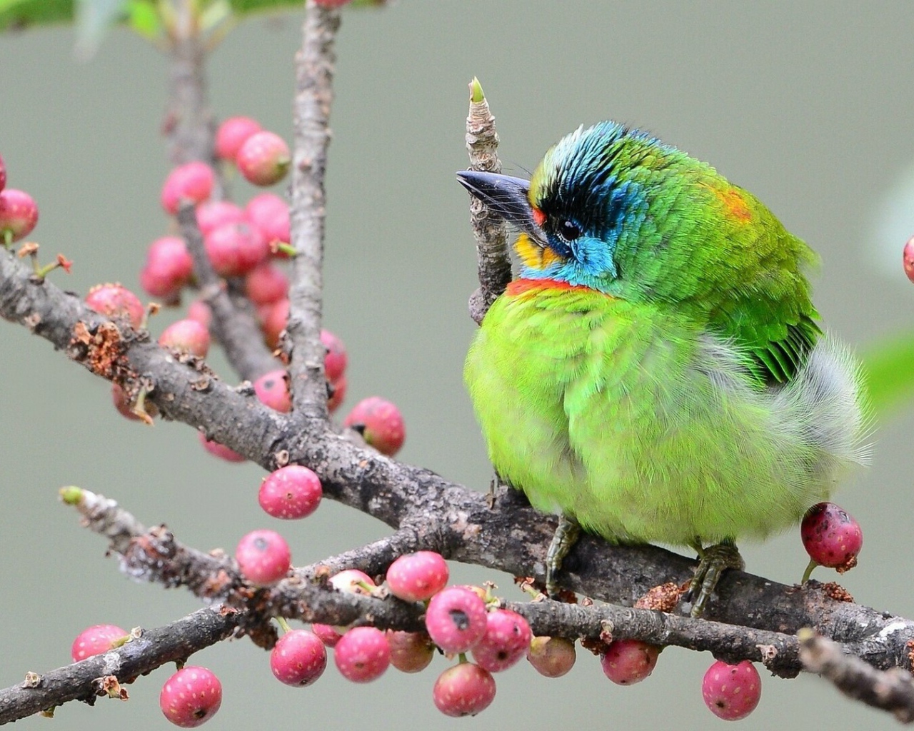 Тайваньский чернобровый бородастик