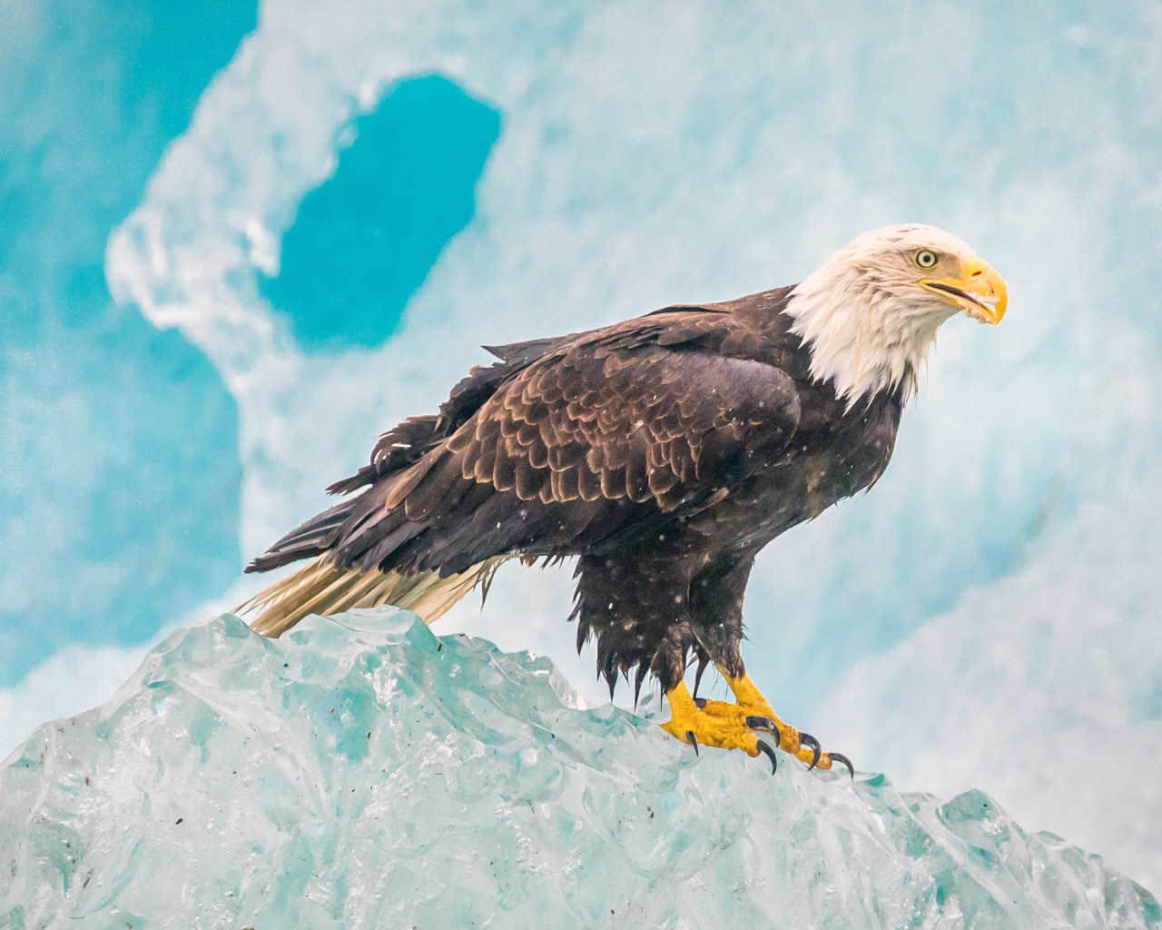 Орел сидит на глыбе льда