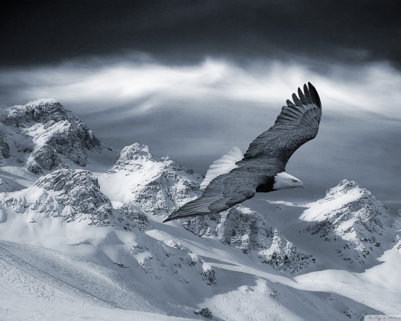 Орел парит в горах