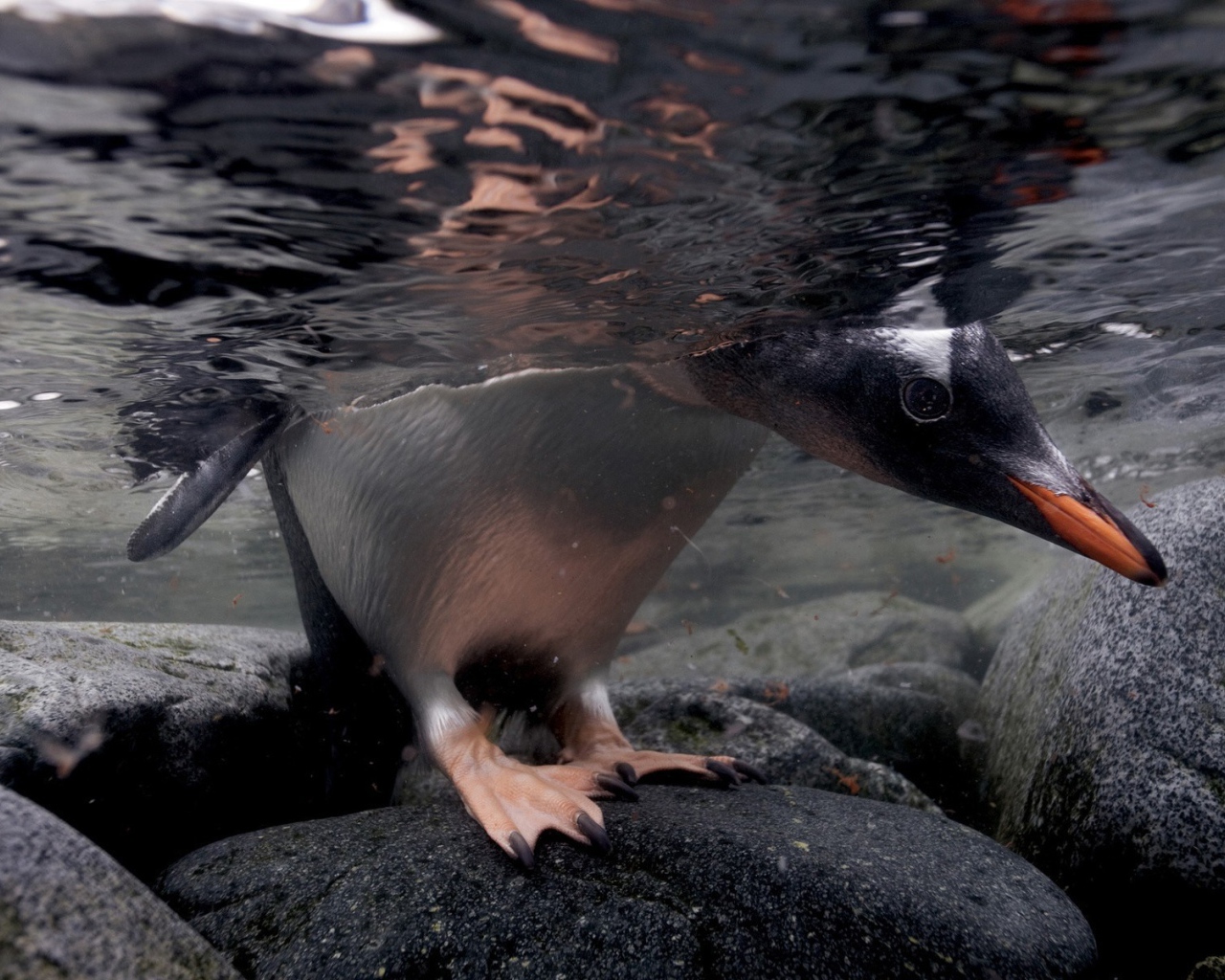 Голова и лапы пингвина под водой