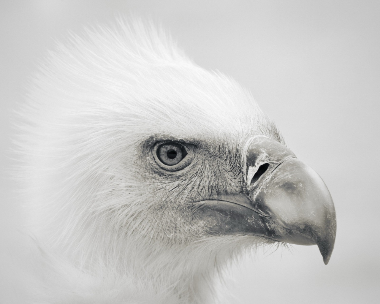 Голова орла, серый фон