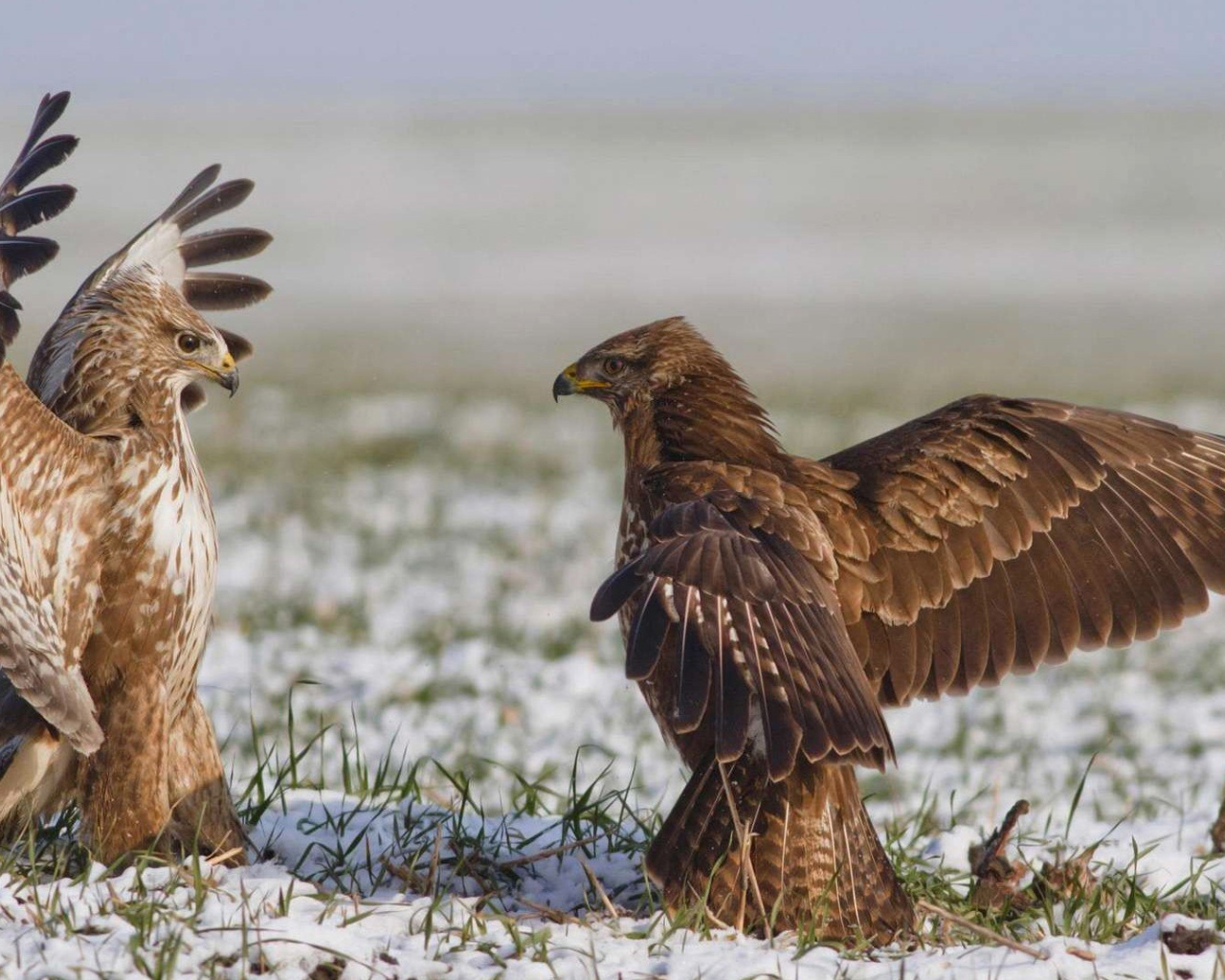 Встреча двух диких птиц