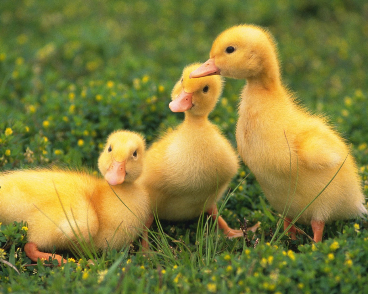 Три утенка сидят на траве