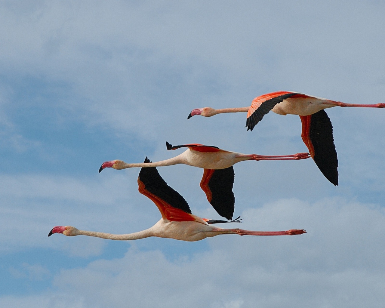 Три фламинго летят в небе