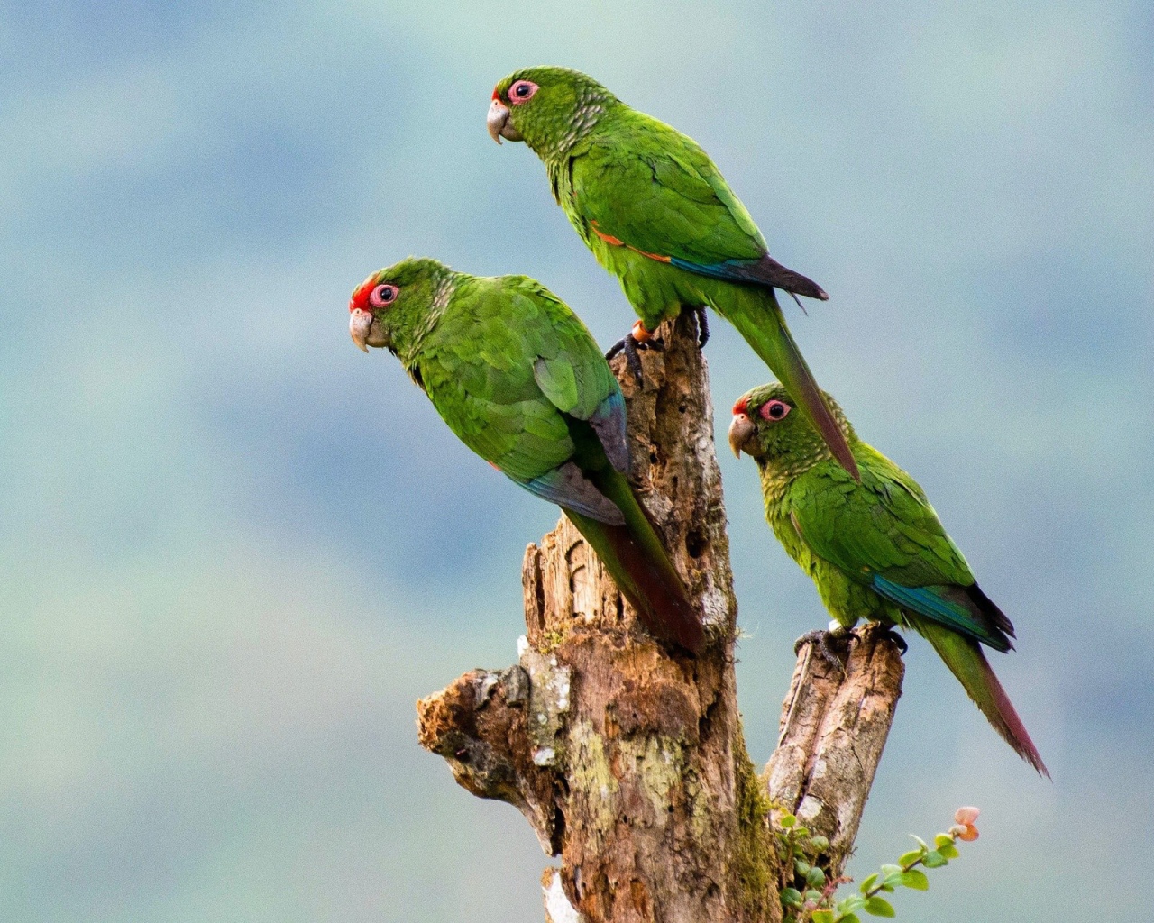 Три зеленых попугая на сухом дереве