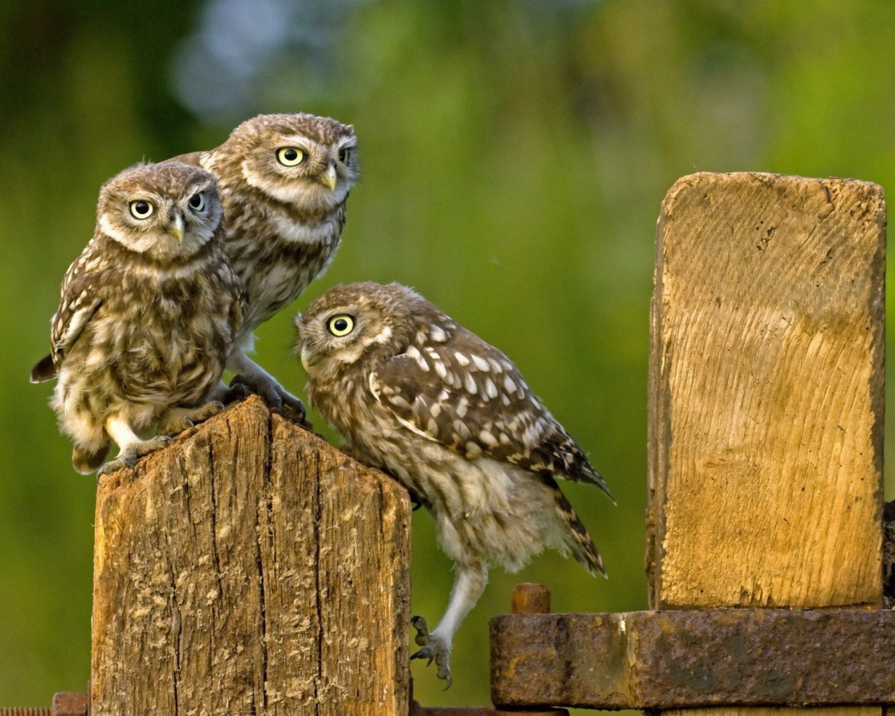 Три совы на деревянном заборе